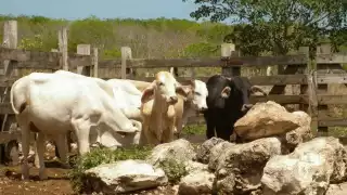 Hojas de ramón, alimento alternativo para el ganado ante sequías en Yucatán