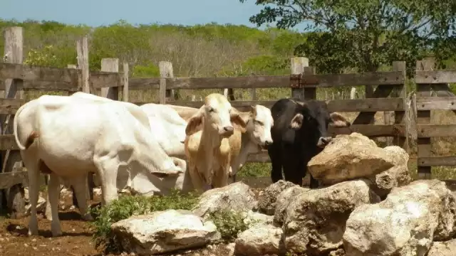 El fruto del árbol puede servir de alimento al ser 'sancochado' y sirve de nutrientes para el ganado