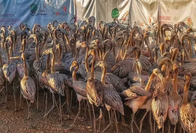 Casi 500 flamencos reciben marcas que permitirán dar seguimiento a sus diversos hábitos de vida