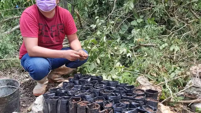 Buscan producir especies nativas de flores a fin de reproducir a las abejas