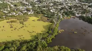 Desde el 2017 comenzaron a presentar una alta comunidad en "La Sabana"