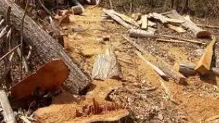 Hasta el momento las autoridades no han hecho nada para detener la tala ilegal