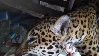 El hecho sucedió en Palizada, Campeche, de acuerdo con la usuario Mich Carrasco