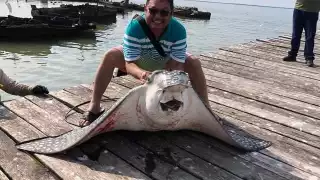 El ejemplar medía más de un metro y tenía un peso aproximado de 150 kilos