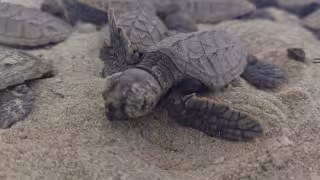 Ciudad del Carmen: Consejo Consultivo de Tortugas Marinas cuestiona falta de sanciones