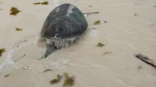 La tortuga muerta era de la especie Chelonia Mydas