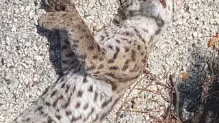 Atropellamiento de un tigrillo en Cozumel expone crisis por muertes de fauna en carretera