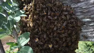 Asegura titular de Semabicce que requieren más estudios y que ellos sólo velan y cuidan recursos naturales