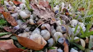 Aparecen caracoles muertos en laguna de Bacalar