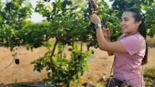 Las personas pueden fotografiarse cerca de las parras y cortar racimo de uva como recuerdo de su visita al viñedo en Noh-Bec