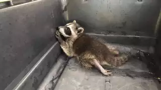 El ejemplar recibió atención veterinaria y se encuentra en observación. Foto: Abraham Cohuó