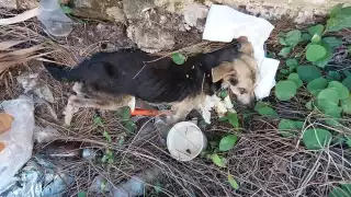 Legista exhibirá el perfil del sujeto que actuó con crueldad el día 6 en Comichén