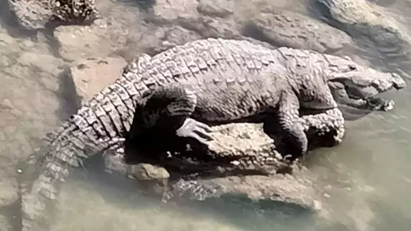 Un cocodrilo de aproximadamente 2 metros de largo salió a la orilla de la playa a tomar el Sol en Chabihau