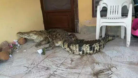 Los vecinos supervisan que no les tiren piedras o los lastimen Los vecinos supervisan que no les tiren piedras o los lastimen
