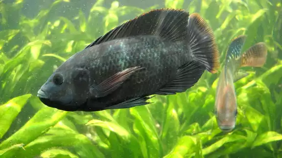 El biólogo Melendez Cumí indicó que al no poder regular la crianza de la tilapia, esta se extendió por la Laguna Chichankanaab, causando afectaciones a otras especies marinas del área