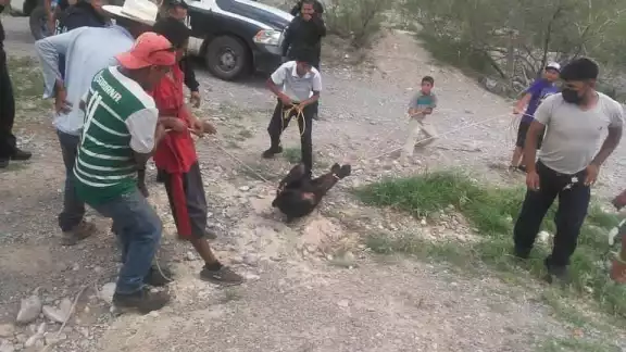 Profepa ha identificado al oso como una hembra de alrededor de cinco meses de nacida Profepa ha identificado al oso como una hembra de alrededor de cinco meses de nacida