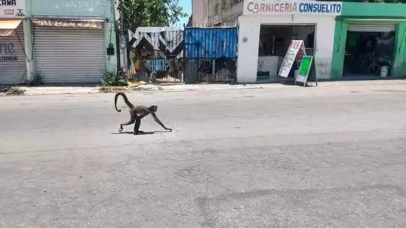 Aparece monito araña paseando por avenidas de Cancún, Quintana Roo Aparece monito araña paseando por avenidas de Cancún, Quintana Roo