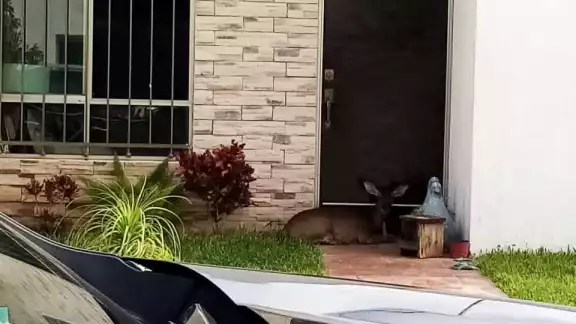 Venado buscó refugio en una casa del fraccionamiento las Américas de Mérida Venado buscó refugio en una casa del fraccionamiento las Américas de Mérida