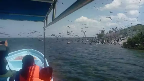 En la Reserva existen 333 especies de pájaros, de las cuales 177 son residentes