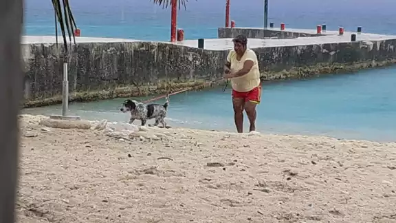 Vecinos acusan a jovencita que saca a pasear a sus perros y no levanta las heces fecales 

