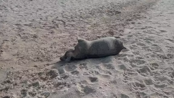 Los pobladores se encontraron asustados porque no habían visto algo parecido en mucho tiempo