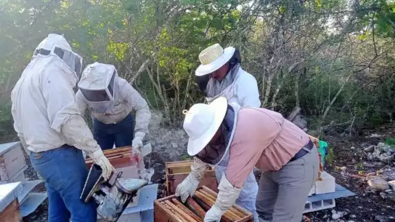 La baja producción de miel ha causado un mal año a los apicultores