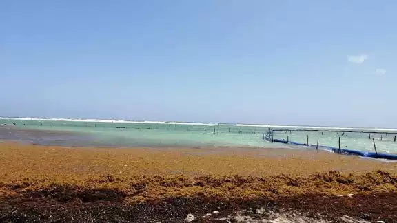 El pasado fin de semana comenzaron a recalar los primeros manchones de sargazo en playas de Mahahual