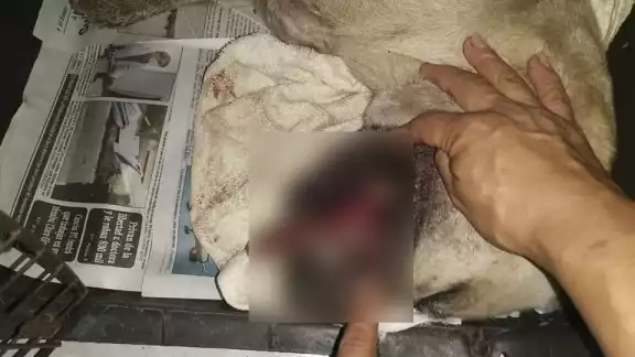 Sucedió en la Colonia San Miguel de Cozumel; desconocidos explotaron un petardo en su hocico