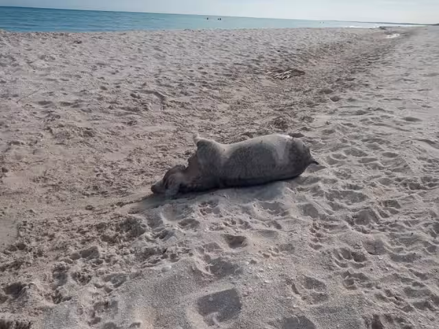 Los pobladores se encontraron asustados porque no habían visto algo parecido en mucho tiempo