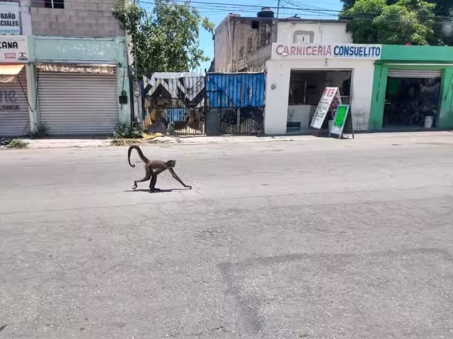 Aparece monito araña paseando por avenidas de Cancún, Quintana Roo