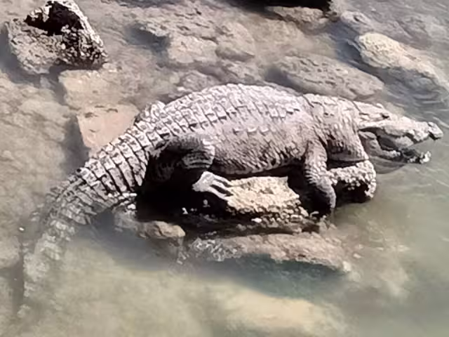Un cocodrilo de aproximadamente 2 metros de largo salió a la orilla de la playa a tomar el Sol en Chabihau