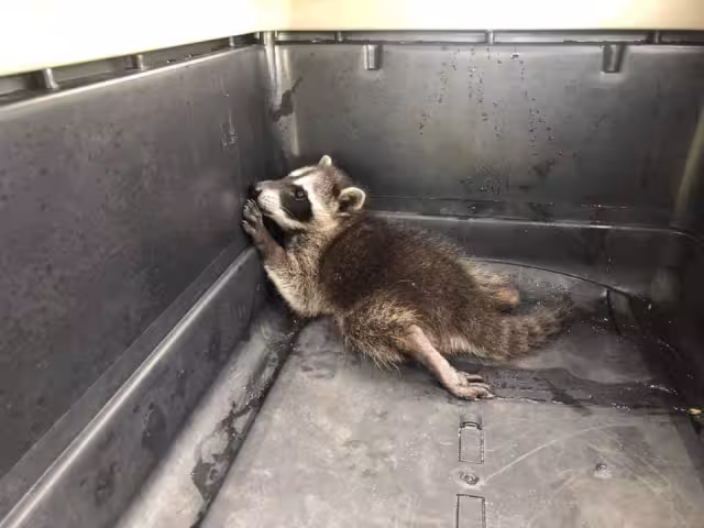 El ejemplar recibió atención veterinaria y se encuentra en observación. Foto: Abraham Cohuó