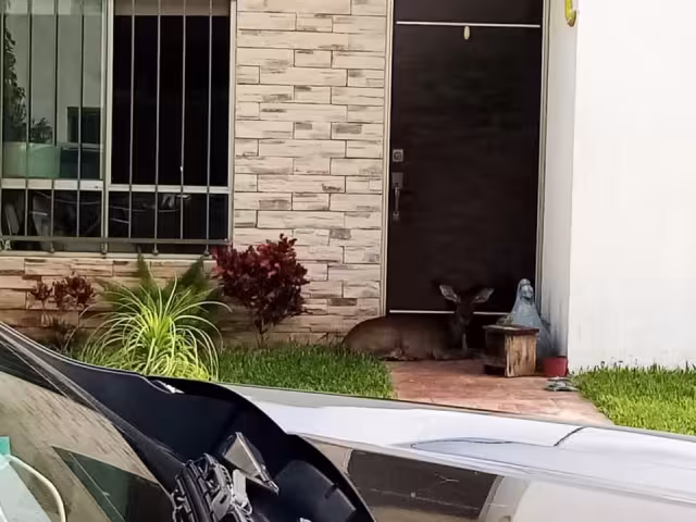 Venado buscó refugio en una casa del fraccionamiento las Américas de Mérida
