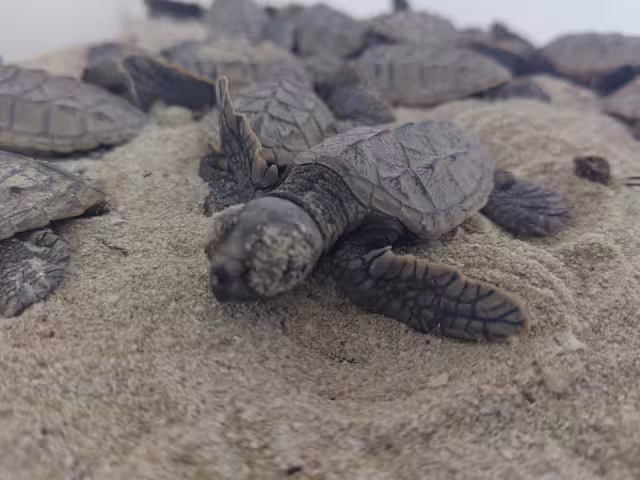 Dayna Miranda: “Carpetas abiertas” sin sanción por daños a quelonios