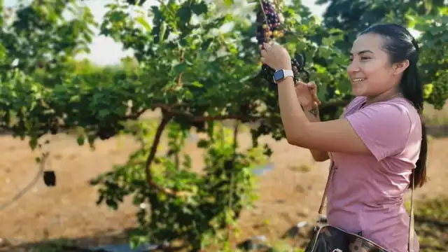 Las personas pueden fotografiarse cerca de las parras y cortar racimo de uva como recuerdo de su visita al viñedo en Noh-Bec