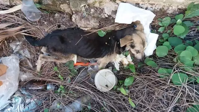 Legista exhibirá el perfil del sujeto que actuó con crueldad el día 6 en Comichén