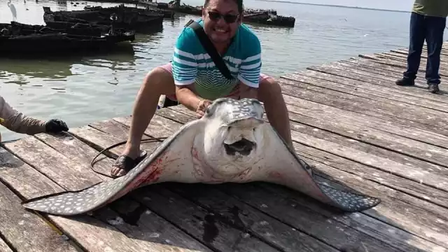 El ejemplar medía más de un metro y tenía un peso aproximado de 150 kilos
