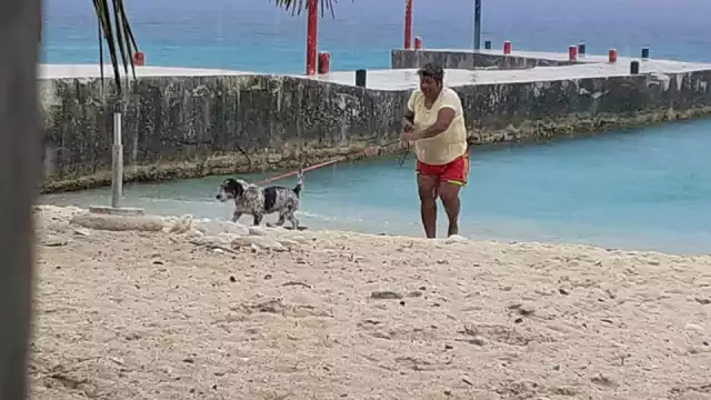 Vecinos acusan a jovencita que saca a pasear a sus perros y no levanta las heces fecales 

