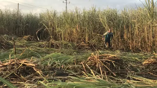 Trabajadores consideraron que el éxito de la próxima cosecha en el sur dependerá de reactivar el mercado naciona