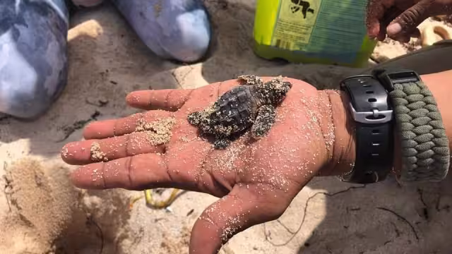 Las acciones de limpieza de playas son esenciales en este momento, para garantizar la llegada de las tortugas al mar