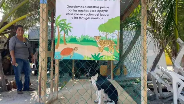 Tras el avistamiento del jaguar en Mahahual, los animalistas piden proteger a las mascotas de ataques del felino