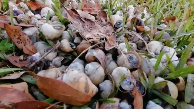 Foto: Abraham Cohuó