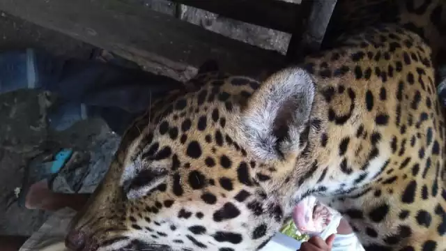 El hecho sucedió en Palizada, Campeche, de acuerdo con la usuario Mich Carrasco