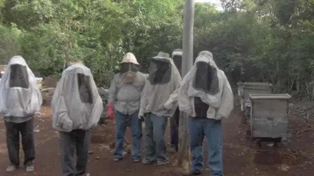 Los comerciantes municipales solicitaron al Gobierno agilizar los trámites para entrega de beneficios, como la azúcar, que sirve de alimento para las abejas