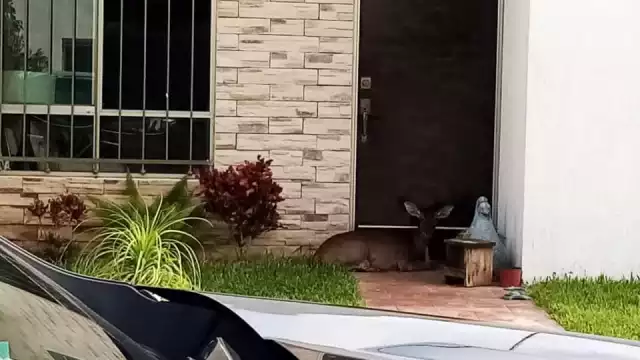 Venado buscó refugio en una casa del fraccionamiento las Américas de Mérida