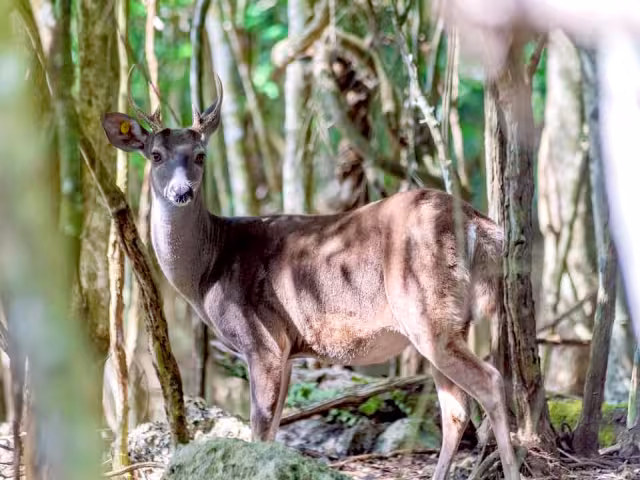 Ejidatarios dijeron que es preocupante cómo se promueve el comercio de los animales por medio de las redes sociales.