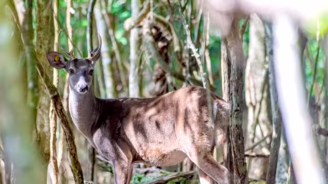 Ejidatarios dijeron que es preocupante cómo se promueve el comercio de los animales por medio de las redes sociales.