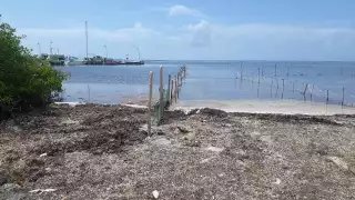 Las barreras artesanales ayudan a contener el sargazo