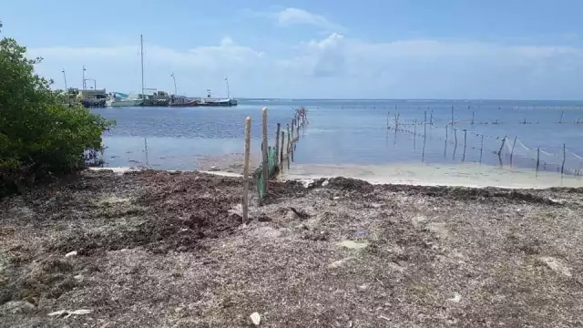Las barreras artesanales ayudan a contener el sargazo