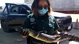 La Policía Ecológica retornó al animal a su hábitat
